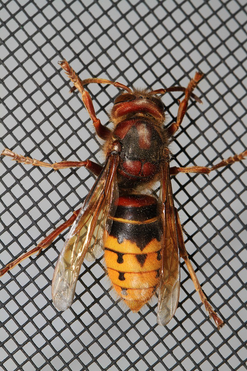 辨识附件图 6：欧洲胡蜂（Vespa crabro）