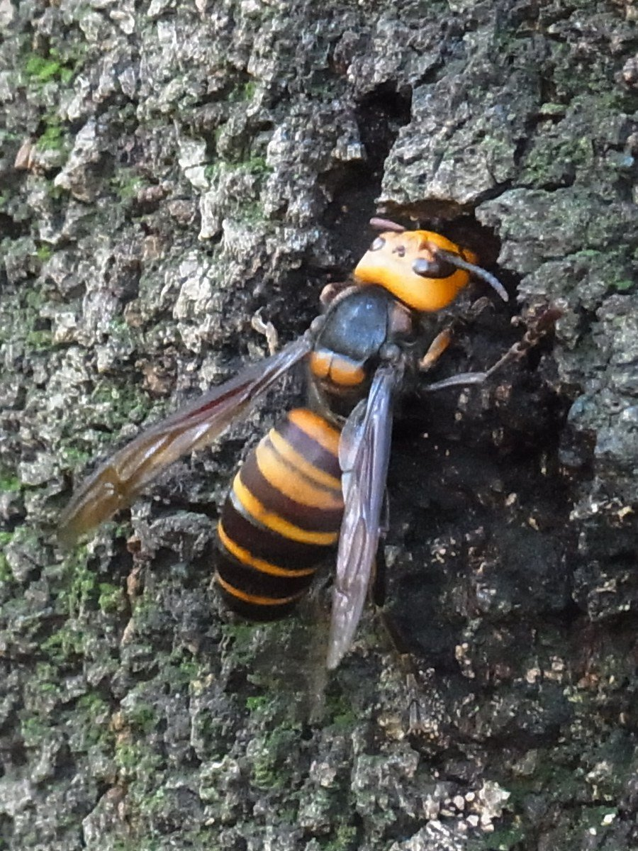 辨识附件图 14：吸食树液的大虎头蜂