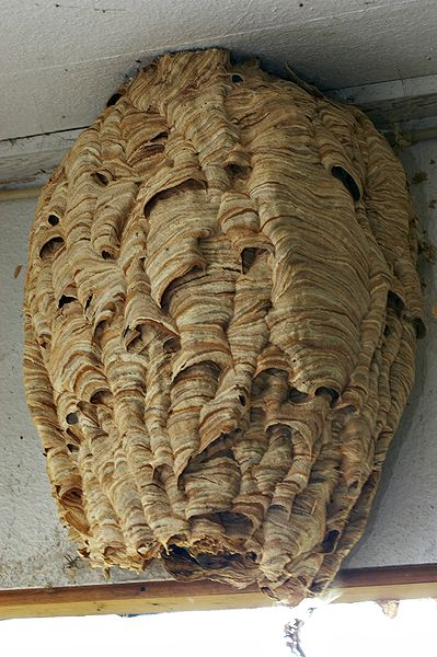 辨识附件图 8：建在遮蔽处、外露的欧洲胡蜂空中巢
