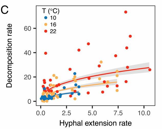 文件:Gezhi-contest-figures-2021-comap-A-hyphal-extension.png