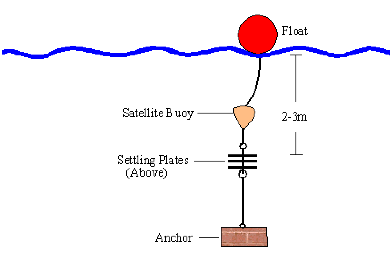 浮标下方的三块采样附着板和底部锚的原始装置图，标有2至3米